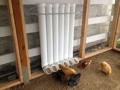 chickens and roosters in their coop with white plastic tubes attached to the side of the fence