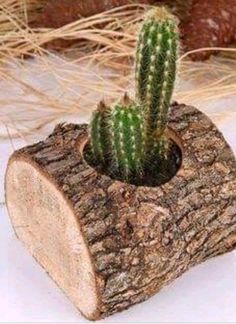 a small cactus sitting on top of a piece of wood