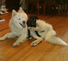 two dogs playing with each other on the floor