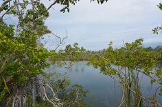 a lake surrounded by lots of trees and bushes