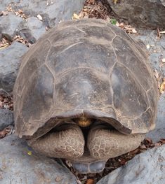 a tortoise crawling on the ground with its head under it's shell