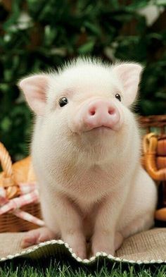 a small pig sitting on top of a table next to a basket and purses