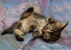 a small kitten laying on its back on top of a bed covered in blue and purple sheets