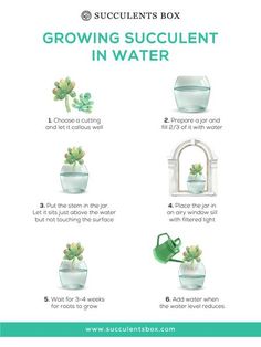 the instructions for growing succulents in water are shown on a white background