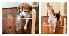 a dog standing on its hind legs looking at empty water bottles