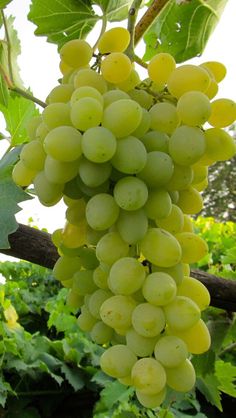 bunches of green grapes hanging from a vine