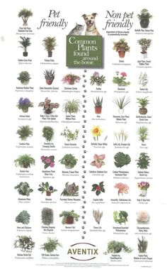 a poster showing different types of plants and their names