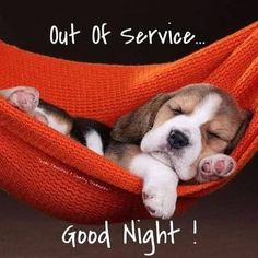 a puppy sleeping in a hammock with the caption out of service good night