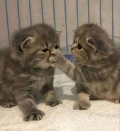 two kittens playing with each other in a cage