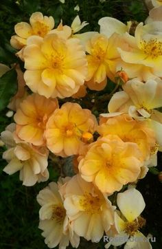 yellow roses are blooming in the garden