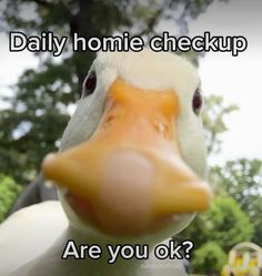 a close up of a duck's face with the words, daily home checkup are you ok?