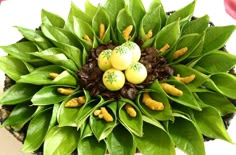 a potted plant with green leaves and yellow eggs in it's centerpiece