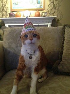 a cat wearing a party hat sitting on a couch