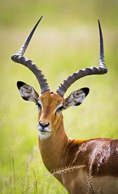 an antelope with large horns standing in tall grass