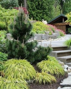 a garden with rocks and plants in the foreground, trees on the other side