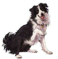 a black and white dog sitting down with its tongue out, looking at the camera