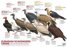 an image of different types of birds in the world