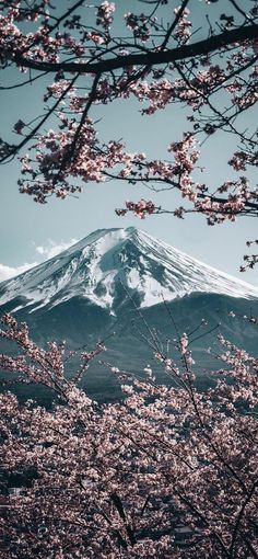 a mountain covered in snow and surrounded by cherry blossom trees with pink blossoms on the branches