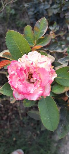 a pink flower with green leaves on it