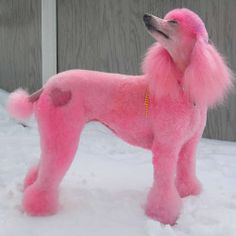 a pink poodle standing in the snow