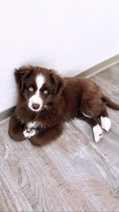 miniature australian shepherd Mini Australian Shepherd Puppies, Mini Aussie Shepherd, Miniature Aussie, Cutest Dog Breeds, Miniature Australian Shepherd Puppies, Mini Aussie