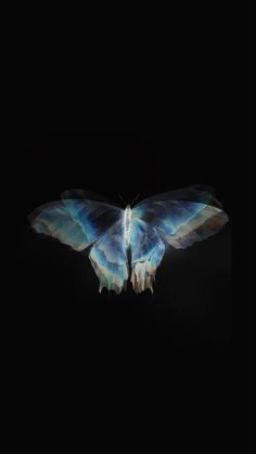 a blue and white butterfly in the dark