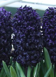 purple flowers with green leaves in the foreground