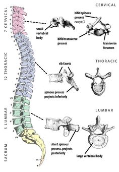 a diagram of the human neck and bones, with labels on each side of it