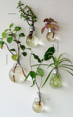 several light bulbs with plants growing out of them