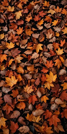 many different colored leaves on the ground