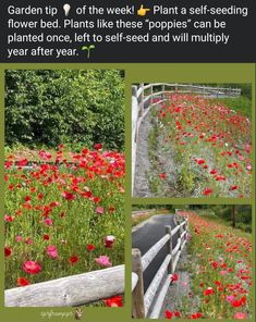 some red flowers are growing in the grass