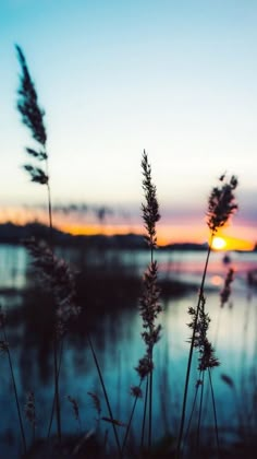 the sun is setting behind some tall grass by the water's edge with boats in the background