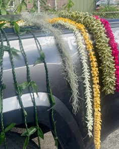 some very pretty flowers on the back of a truck