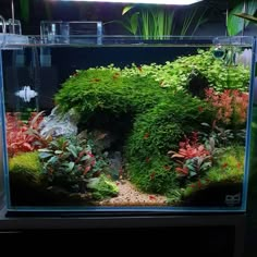 an aquarium filled with lots of green plants