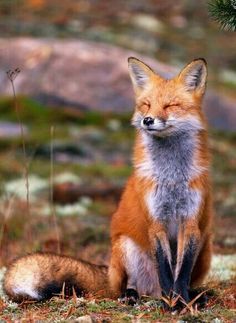 a red fox sitting on top of a grass covered field