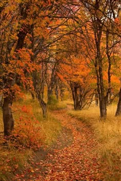 a dirt road surrounded by trees with leaves on the ground