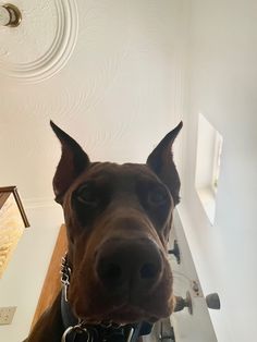 a brown dog standing on top of a wooden floor