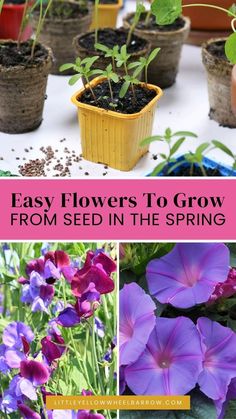 flowers to grow from seed in the spring, including purple petunias and green leaves