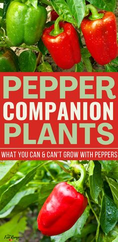 pepper companion plants with the title what you can & can't grow with peppers