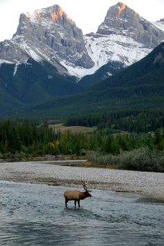 a large elk standing in the middle of a river with mountains in the back ground