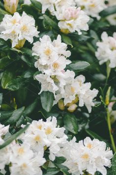 white flowers with green leaves in the background