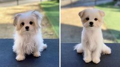 two pictures of a small white dog sitting on top of a black table next to each other