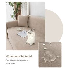 a white dog sitting on top of a couch next to a table with water drops