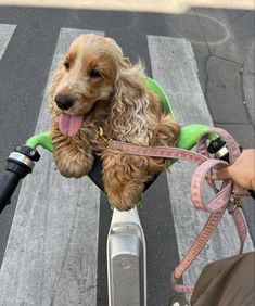 a dog is sitting on the handlebars of a scooter with its tongue hanging out