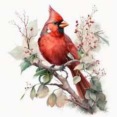 a red bird sitting on top of a tree branch with leaves and berries around it