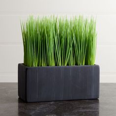 some green grass in a black container on a table