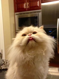 a fluffy white cat sitting on top of a kitchen counter