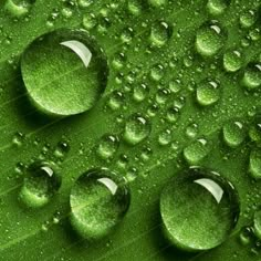 drops of water on a green leaf in close up, with shallow focus to the center