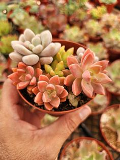 a hand holding a small potted plant in it's right hand, surrounded by other plants