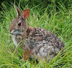 a rabbit is sitting in the tall grass